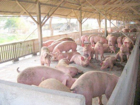 Acţiune comună a Poliţiei şi DSV, în apropierea Paştelui